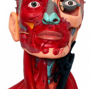 Head Model with Muscles 10 Parts