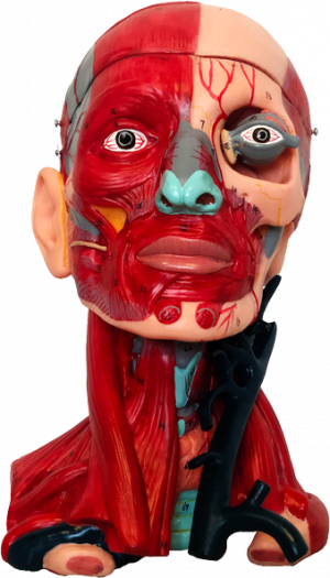 Head Model with Muscles 10 Parts