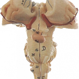 Spinal Cord Based On