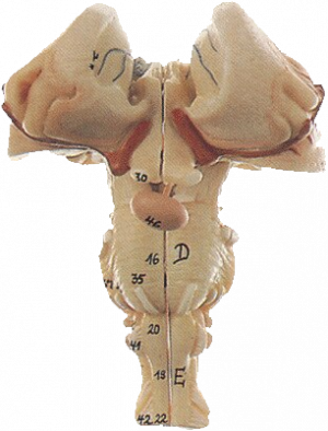 Spinal Cord Based On