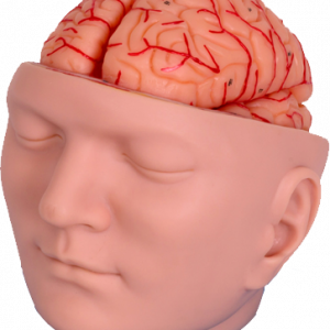 Head Model with Removable Brain