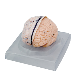 Brain and Cerebral Nerve Model