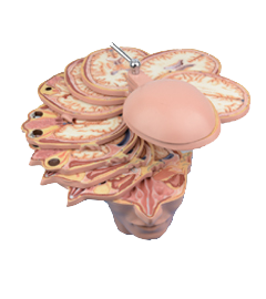 Head and Neck Section and Brain Model