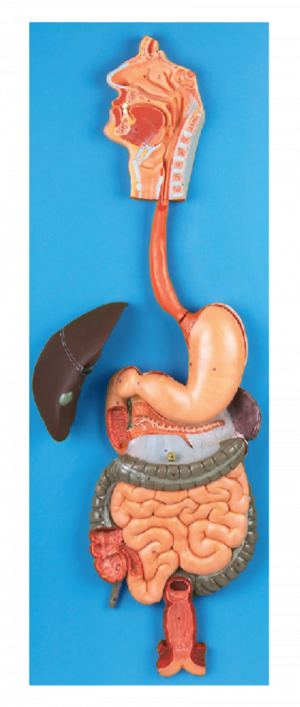 Digestive System