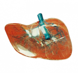 Transparent Liver model