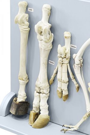 Model of Mammal Limbs - Image 3