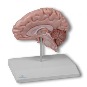 Anatomical Brain Half Life Size