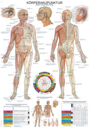 Anatomy Chart Body Acupuncture