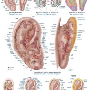 Anatomy Chart Ear Acupuncture