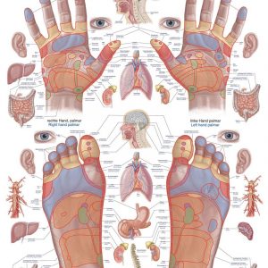Anatomy Chart Reflex Zones Hand and Foot