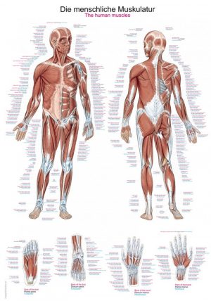 Chart The Human Muscles