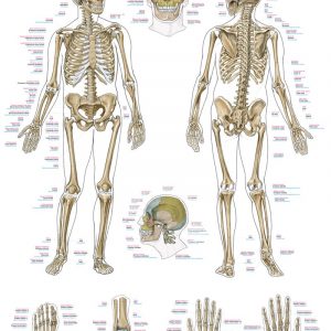 Antomic Board Human Skeleton 50x70cm