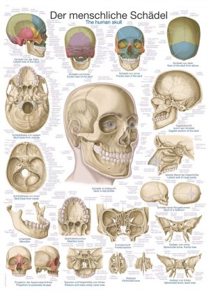 Anatomic Board Human Skull 50x70cm