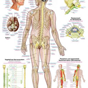 Anatomic Board Human Nervous System 50x70cm