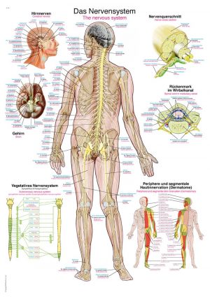 Anatomic Board Human Nervous System 50x70cm