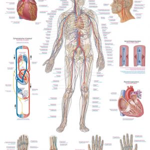 Antomic Screen Human Vascular System 50x70cm