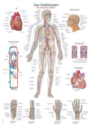 Antomic Screen Human Vascular System 50x70cm