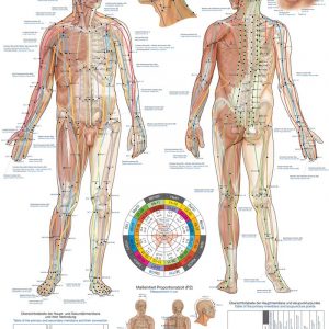 Anatomy Board Body Acupuncture 50x70cm