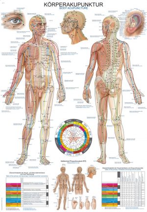 Anatomy Board Body Acupuncture 50x70cm