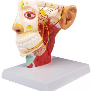 Nerves of the Head