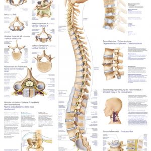 Anatomic Board Human Spine 50x70cm