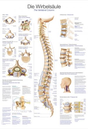 Anatomic Board Human Spine 50x70cm