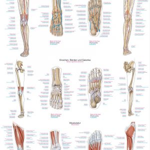 Anatomic Board Human Lower Limb 50x70cm