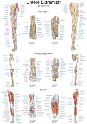 Anatomic Board Human Lower Limb 50x70cm