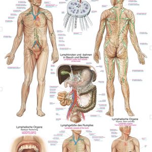 Anatomic Board Human Lymphatic System 50x70cm