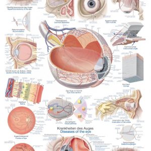 Anatomy Board Human Eye 50x70cm