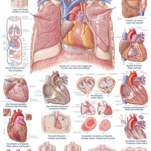Anatomy Board Human Heart 50x70cm
