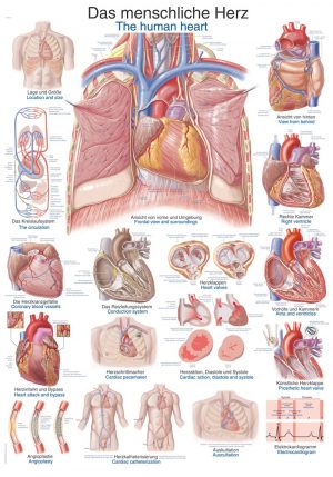 Anatomy Board Human Heart 50x70cm
