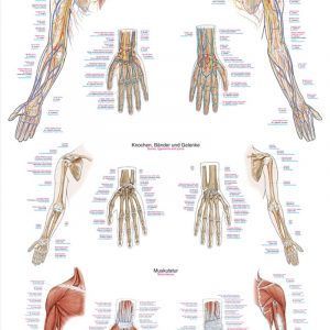 Anatomy Board Upper Limb 50x70cm