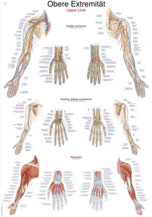 Anatomy Board Upper Limb 50x70cm