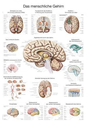 Anatomy Board Human Brain 50x70cm
