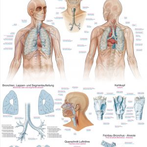Anatomy Chart Respiratory System 50x70cm