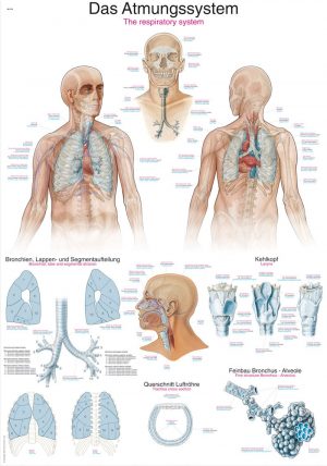 Anatomy Chart Respiratory System 50x70cm