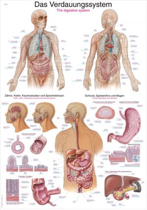 Anatomy Chart Digestive System 50x70cm