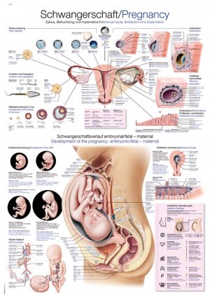 Anatomy Board Pregnancy 50x70cm