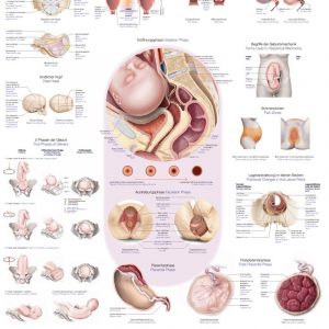 Anatomy Chart Birth 50x70cm