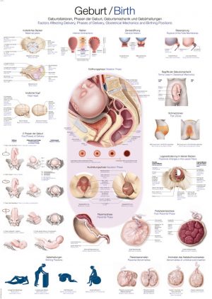 Anatomy Chart Birth 50x70cm