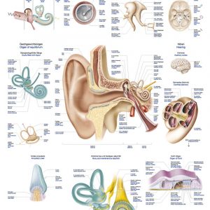 Anatomy Board Human Ear 50x70cm