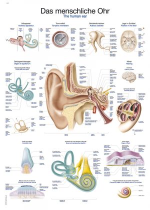 Anatomy Board Human Ear 50x70cm