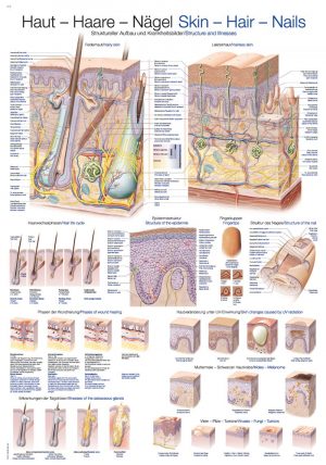 Anatomy Board Skin 50x70cm