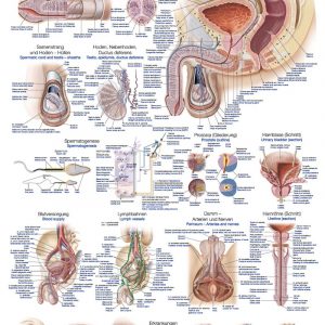 Anatomy Board Male Genitals 50x70cm