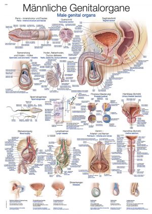 Anatomy Board Male Genitals 50x70cm