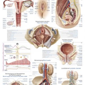 Anatomy Board Female Genitals 50x70cm