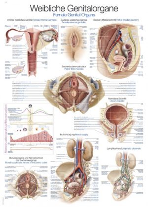 Anatomy Board Female Genitals 50x70cm