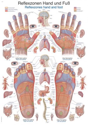 Anatomy Chart Reflex Zones Hand and Foot 50x70cm