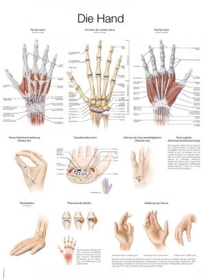 Anatomy Chart Hand 50x70cm